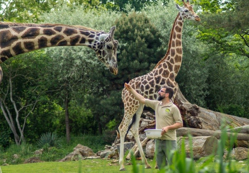 Peter-A.-Silbermann-Schule - Leistungskurs Bio - Zoo Leipzig - Giraffenfütterung